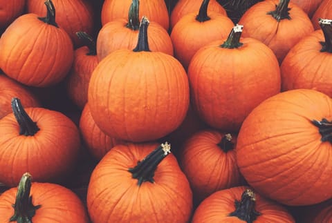 Pumpkin Picking near Nottingham