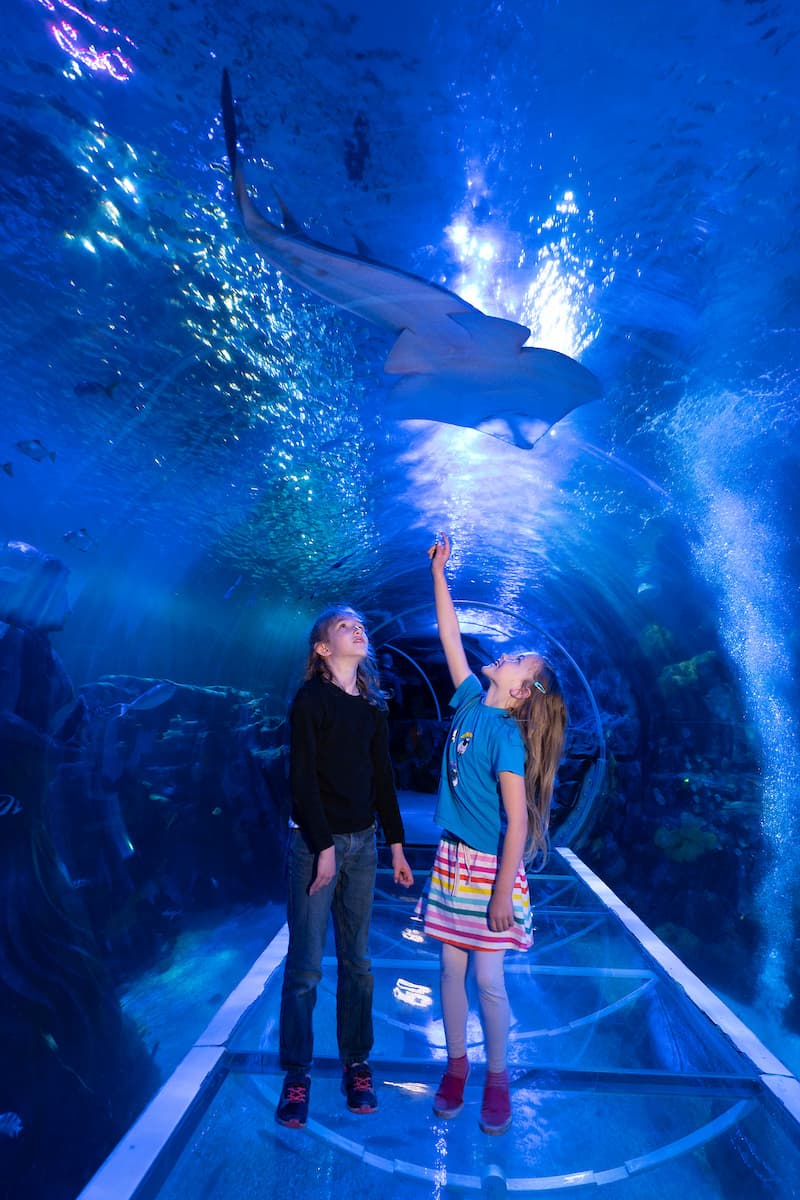 Turtle Rescue Team | Sea Life Birmingham - image 1